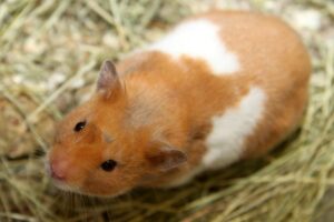 bob bill hamster IMG_3513web